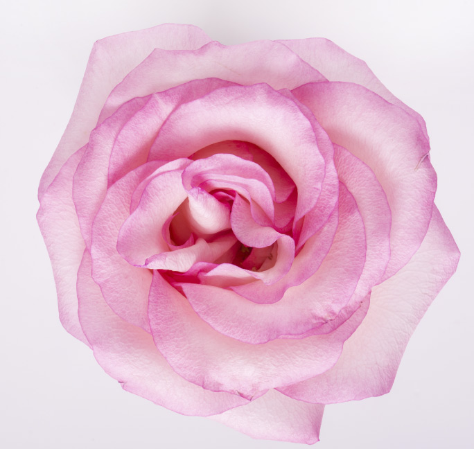 flores-de-ecuador
